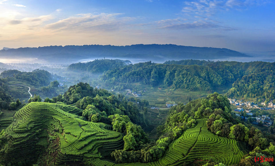 看熊猫喝雅茶第二十届蒙顶山茶文化旅游节在四川雅安开幕