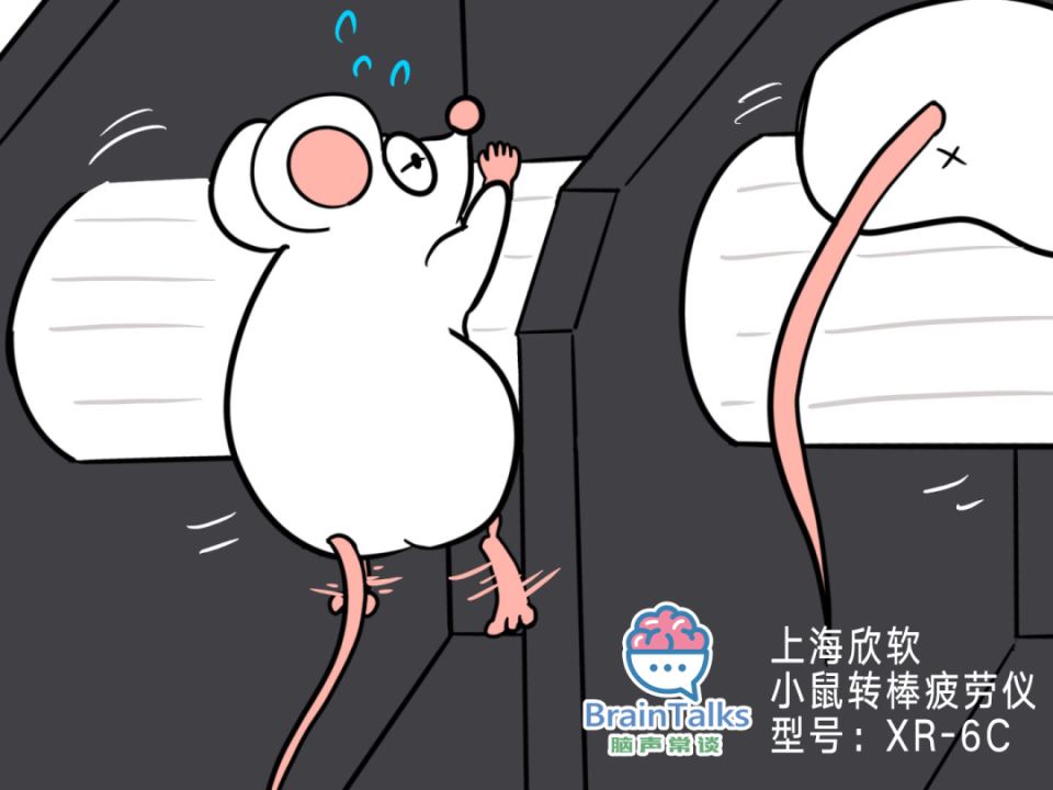 madsen测试什么脑声常谈丨啮齿动物中风模型行为测试范式汇总_https://www.jmylbn.com_新闻资讯_第5张