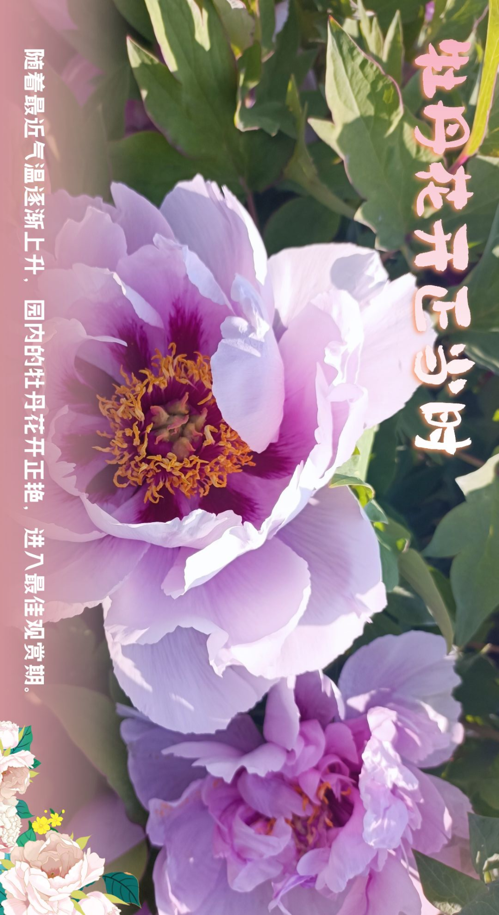 来亚心花海主题乐园,共赏"国色天香"-腾讯新闻