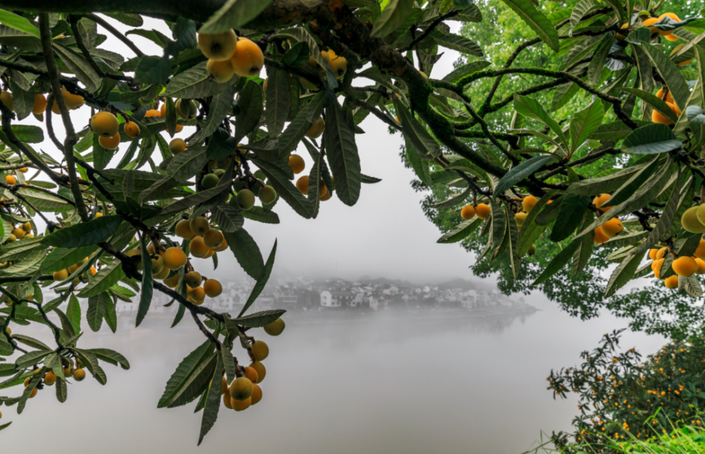 2024歙县三潭枇杷采摘邀您来 || 这个夏天,去趟黄山