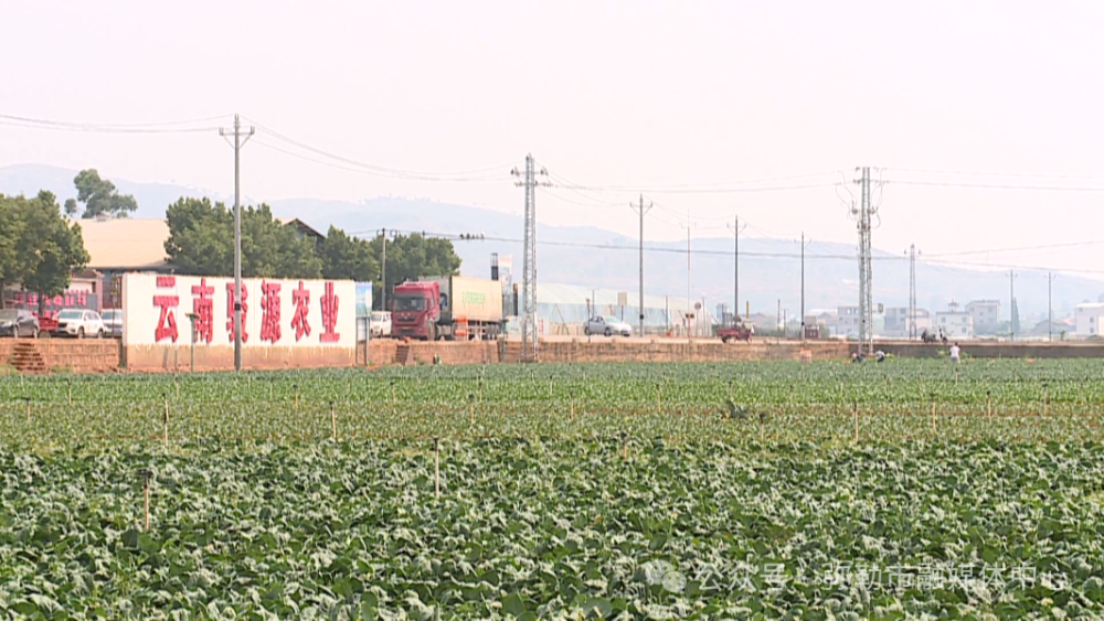 弥勒市竹园镇:抓好"菜篮子" 鼓起"钱袋子"