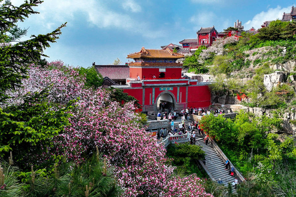 组图丨初夏泰山 海棠花开