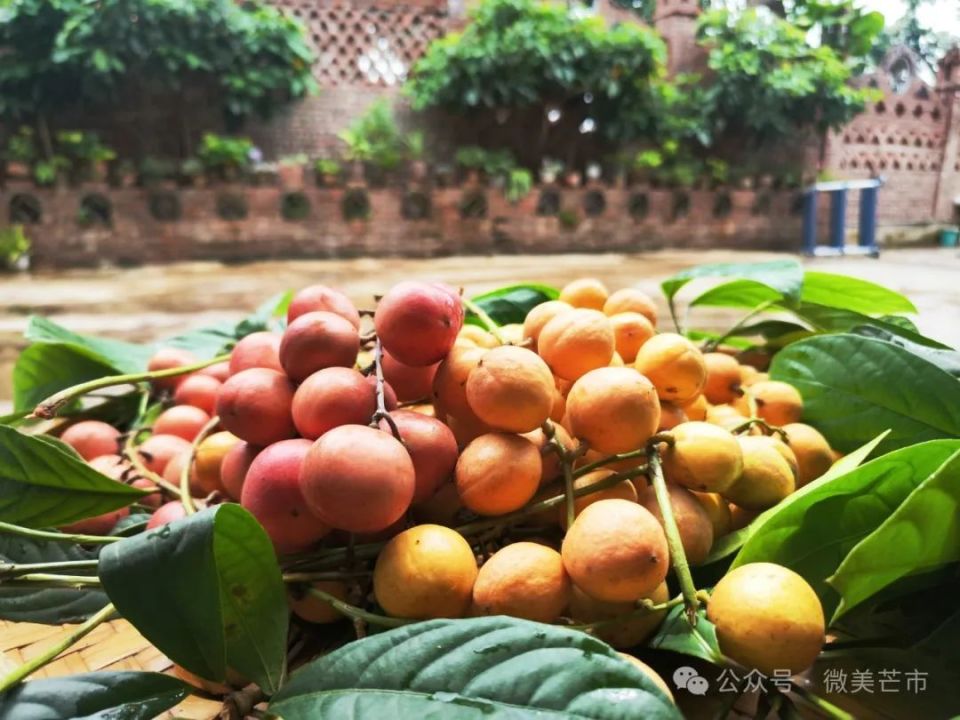 芒市好看又好吃的木奶果,上市啦!