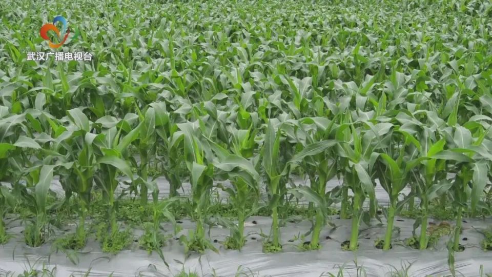 位于福州东部的琅岐岛属于沙质地带,适合种植叶绿菜,青梗菜以及根茎