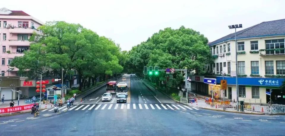 樟木树图片大全 唯美高清