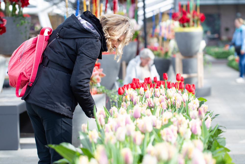 荷兰库肯霍夫公园对游客开放