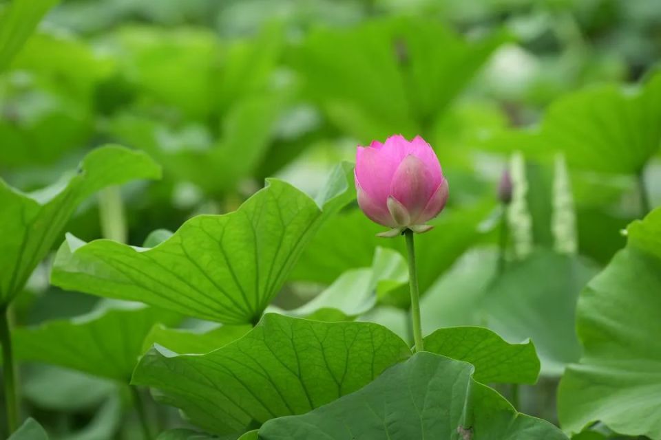 仲夏时节,正是荷花粉白黛绿之时