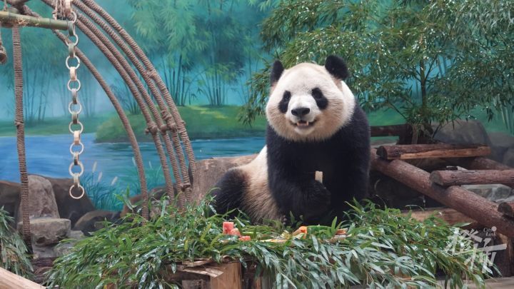 看灯笼,拆红包,吃串串……杭州动物园的动物们热热闹_