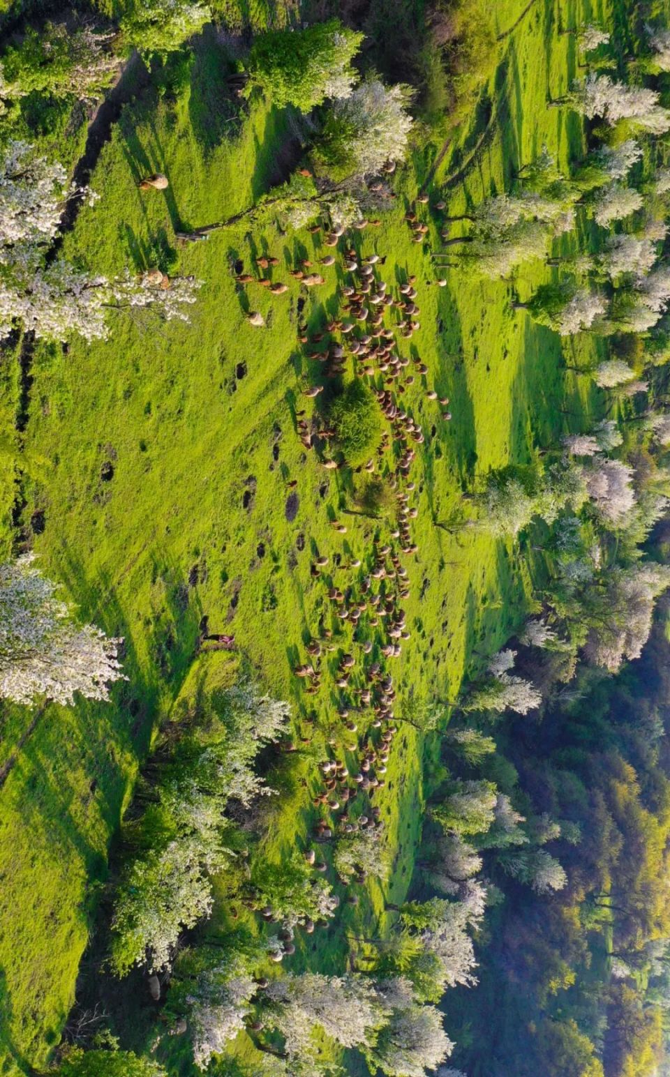 假期旅行今年以来,新源县围绕"全域,全时,全民"旅游发展理念,推动了