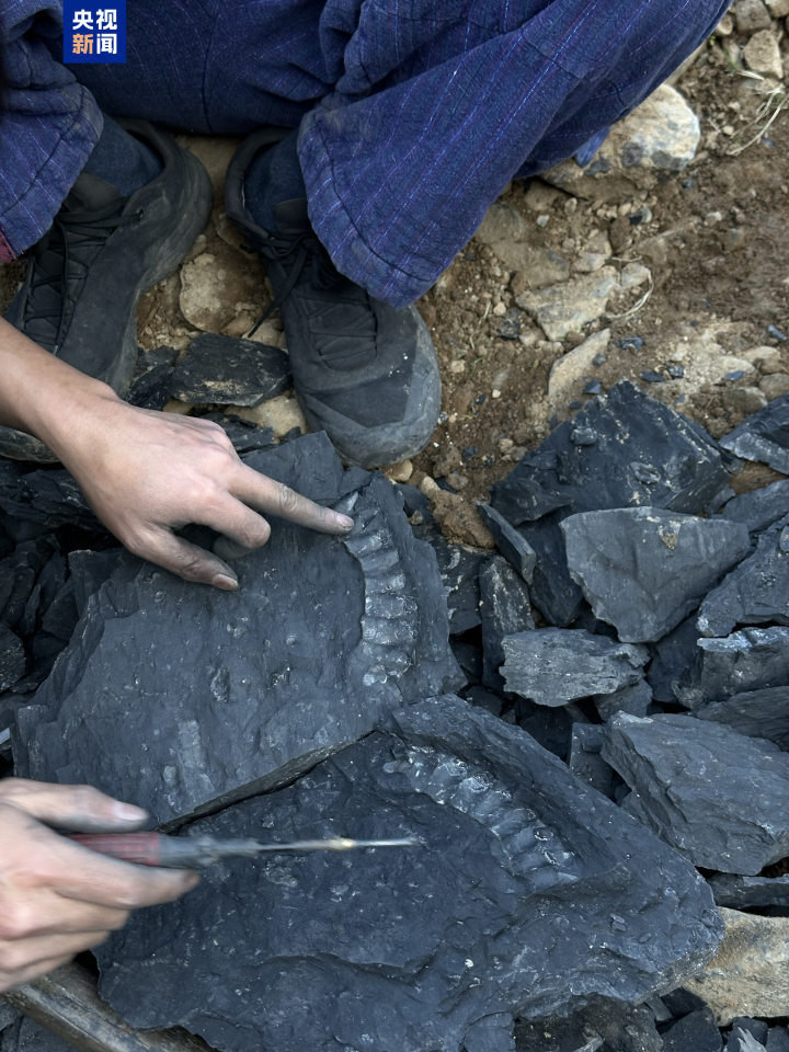 杭州发现两亿年前鲨鱼化石-腾讯新闻