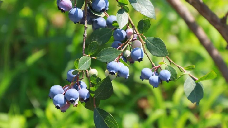 乡村行61看振兴丨美味"蓝"不住!郑场镇的蓝莓成熟啦