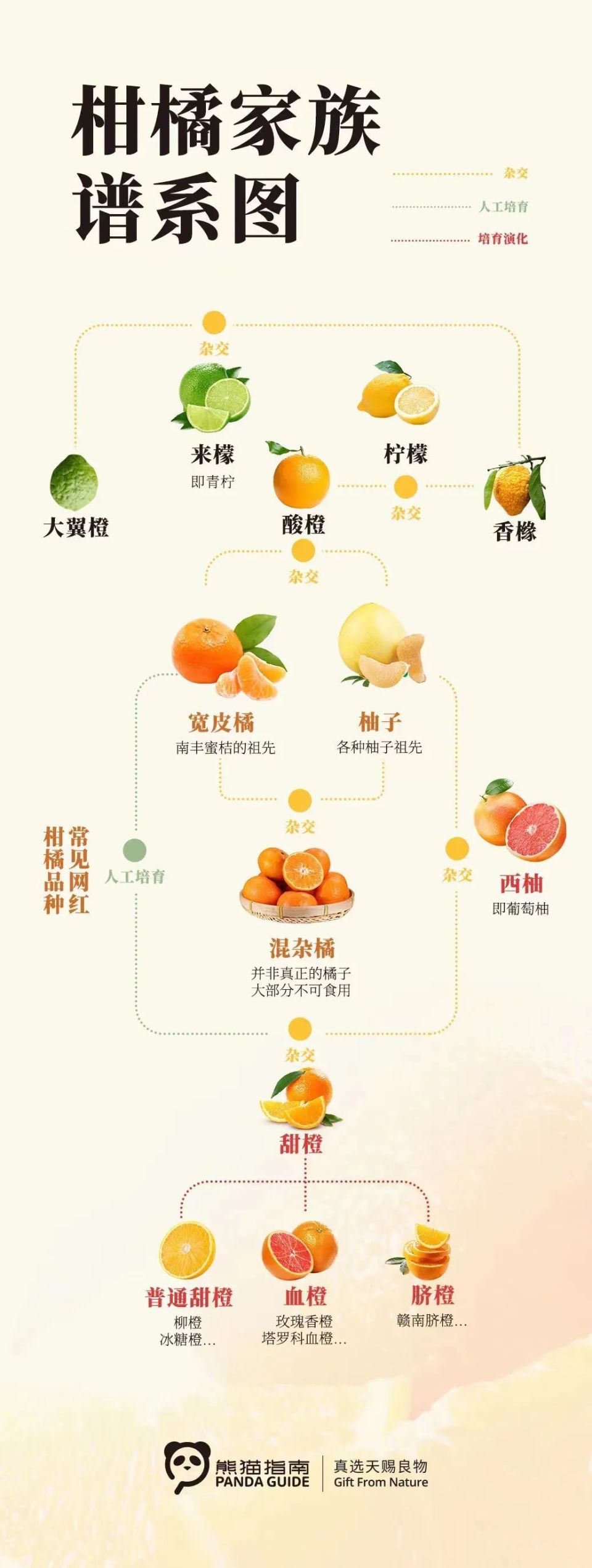 橘子的结构分析图图片