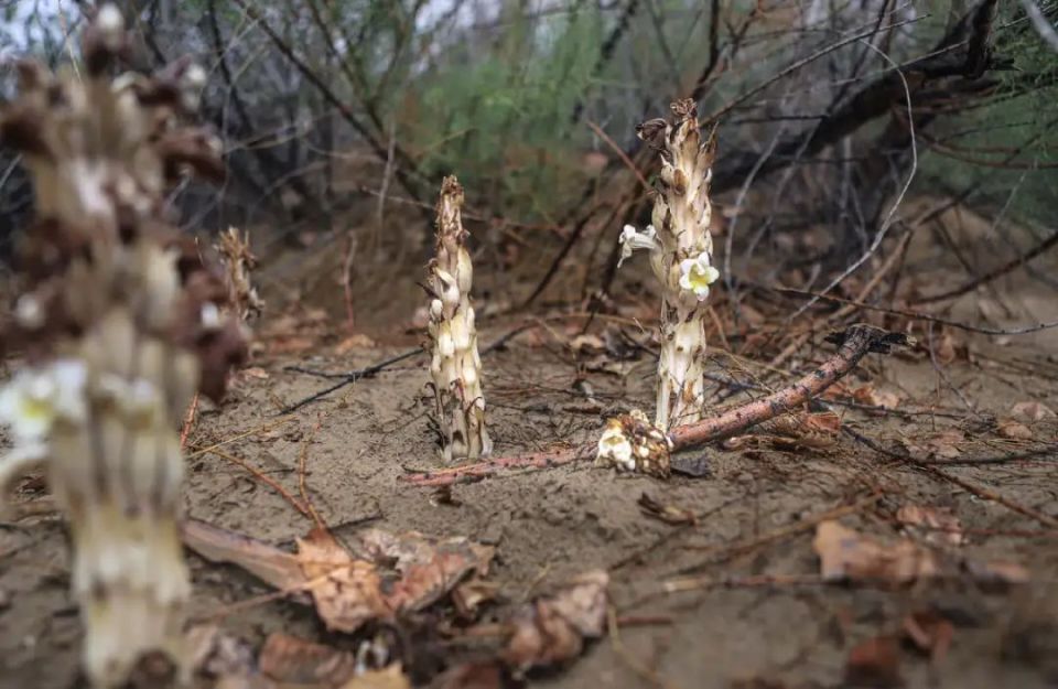 "壮阳酸奶"里的肉苁蓉,为什么要叫这个名字?