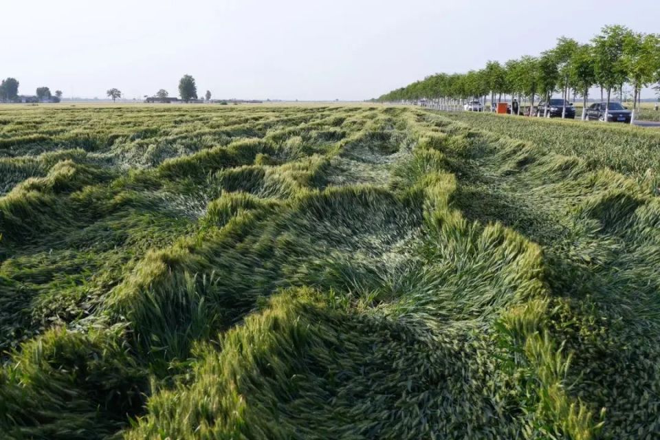 河南遭遇罕见大风!倒伏小麦该如何挽救?记者实地探访