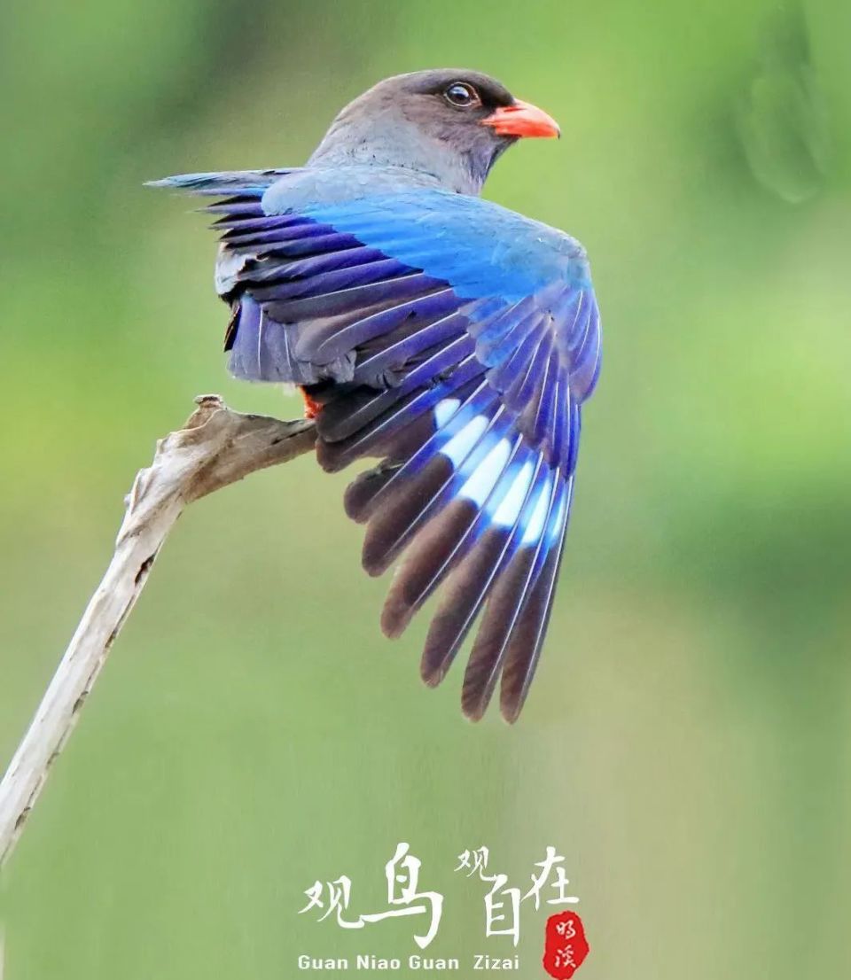 走进明溪丨林际花飞锦绣合,此间鸟啭管弦同