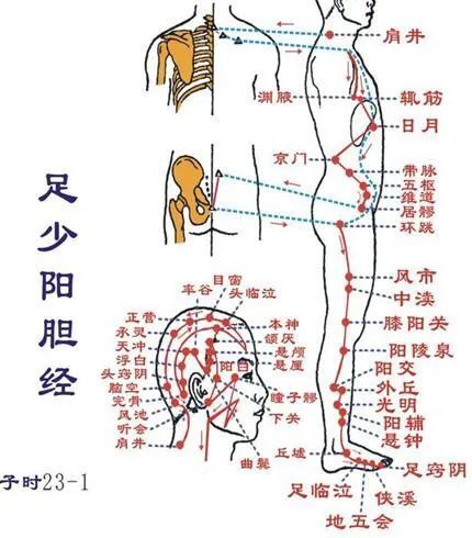 肾经脾经肝经的经络图图片