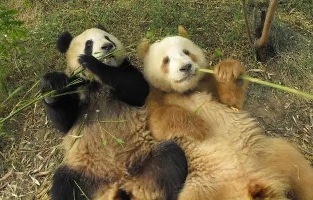 秦岭棕色大熊猫 1