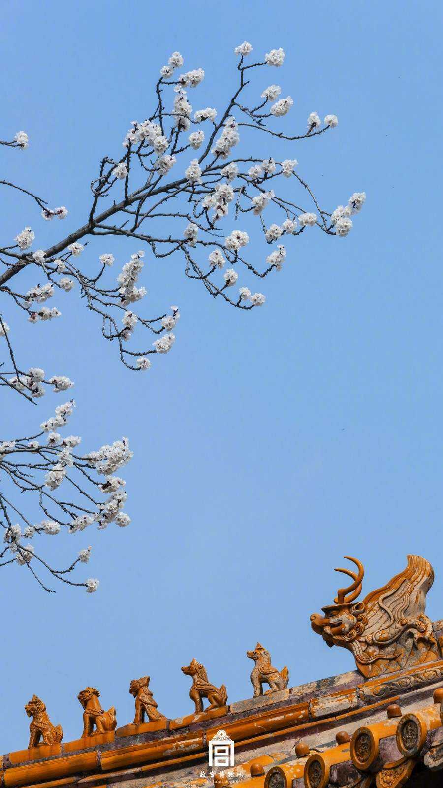 春花壁纸上新故宫杏花开放好浪漫