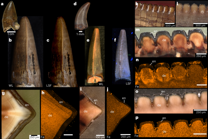图 5:兽脚类牙齿锯齿化石中的铁分布兽脚类动物牙齿牙釉质的结构复杂