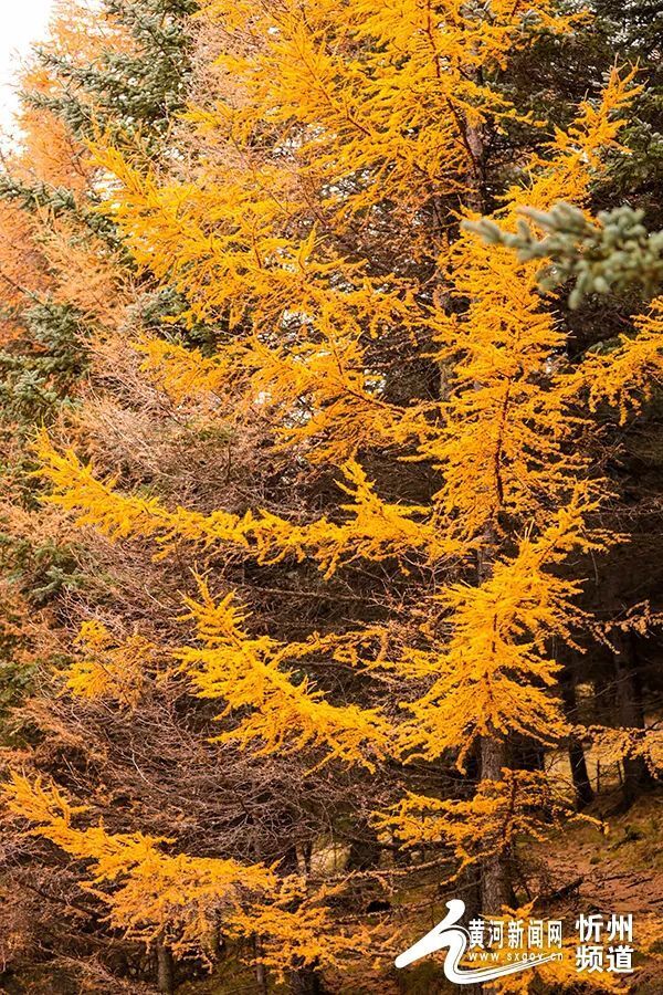 大美山西丨管涔山林海秋色正撩人_腾讯新闻