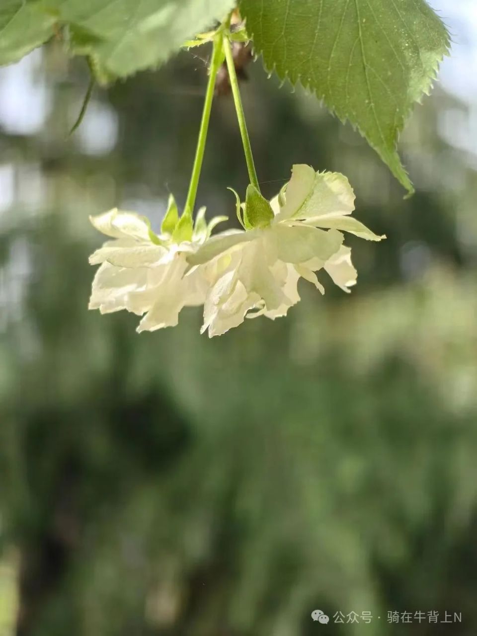 杭州西湖唯一的一棵绿樱花,长在孤岛上,需要坐船才能到达