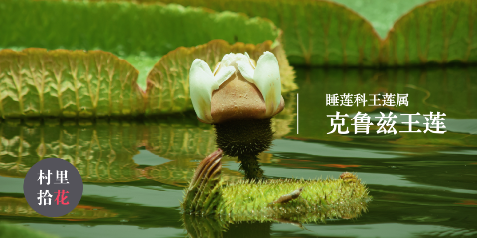 王莲凭什么承受得了你的体重？-腾讯新闻