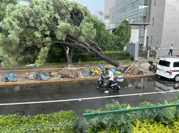 狂风骤雨!北京鼓楼外大街一大树倒伏