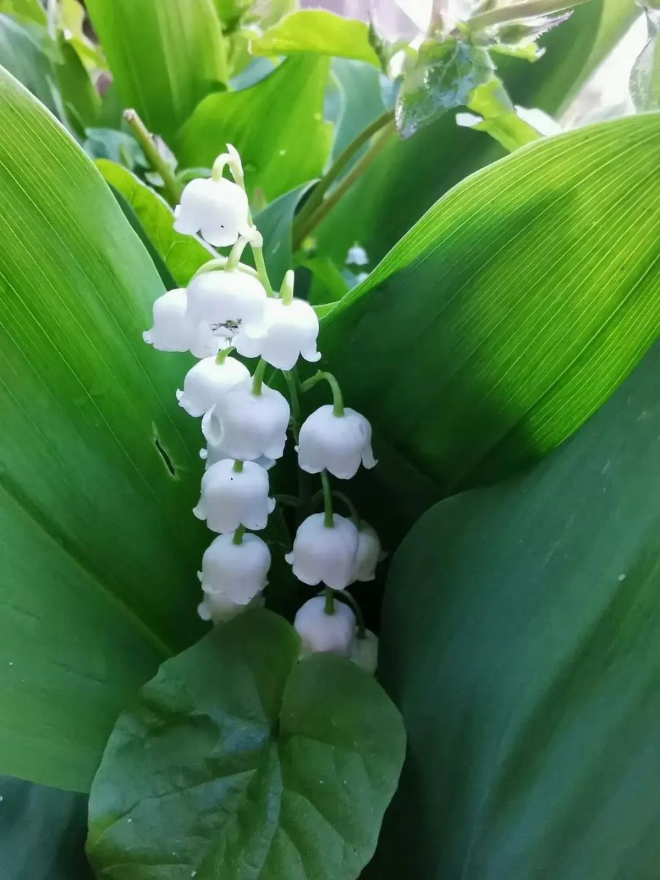 万物有灵 | 山谷百合好运来——铃兰