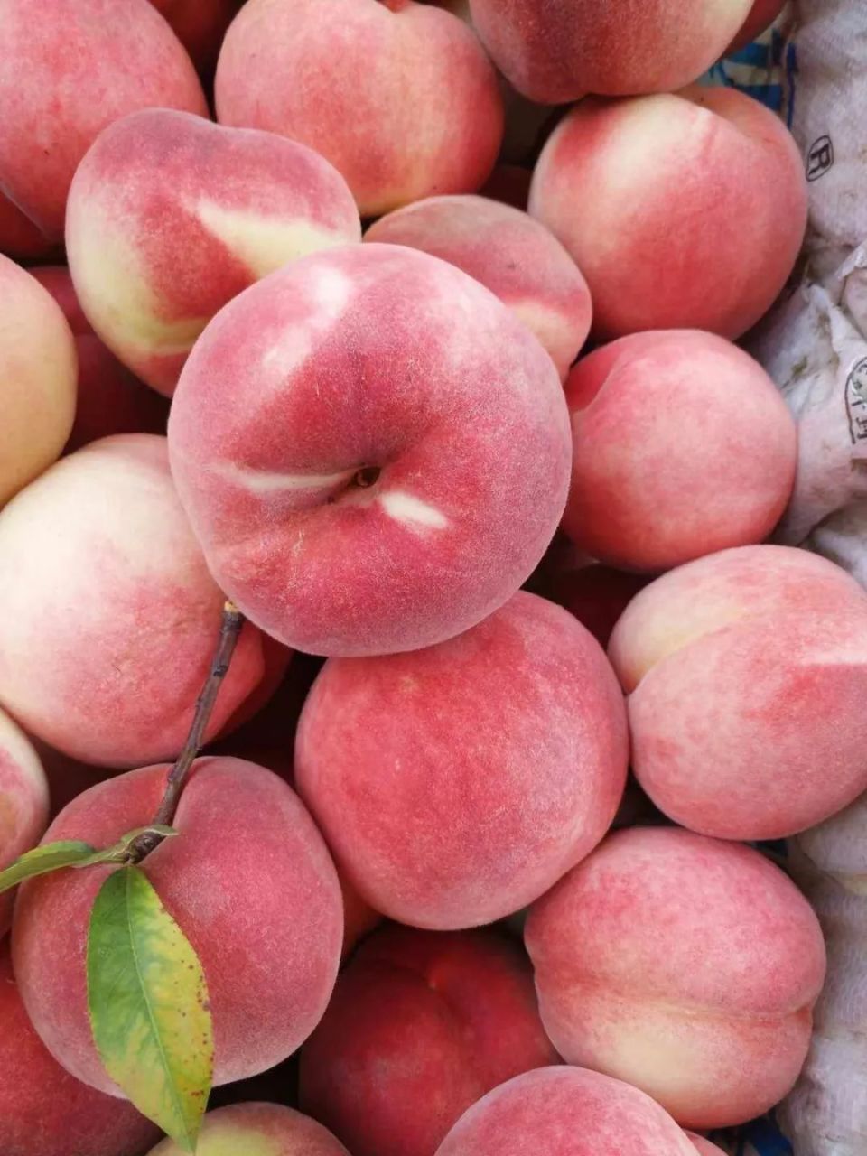 "桃"你欢心!粉嫩多汁,皮薄肉嫩的水蜜桃,从枝头甜到舌尖