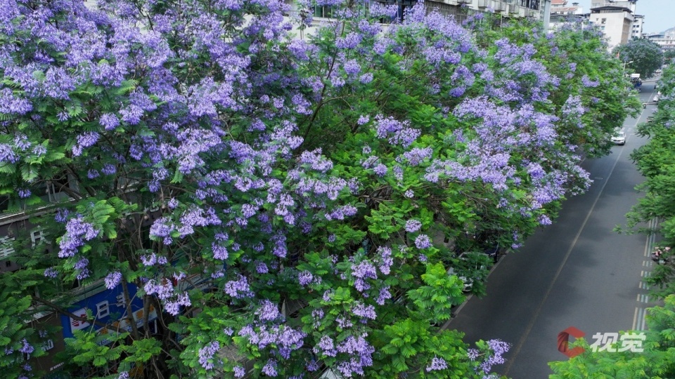 姚永亮5月12日,在眉山市东坡区阜成路,车辆和行人从绽放的蓝花楹下