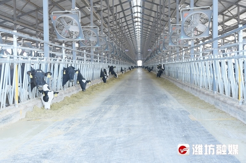 村村有好戏 | 有身份证,吃定制餐,奶牛过上"智慧生活"_腾讯新闻