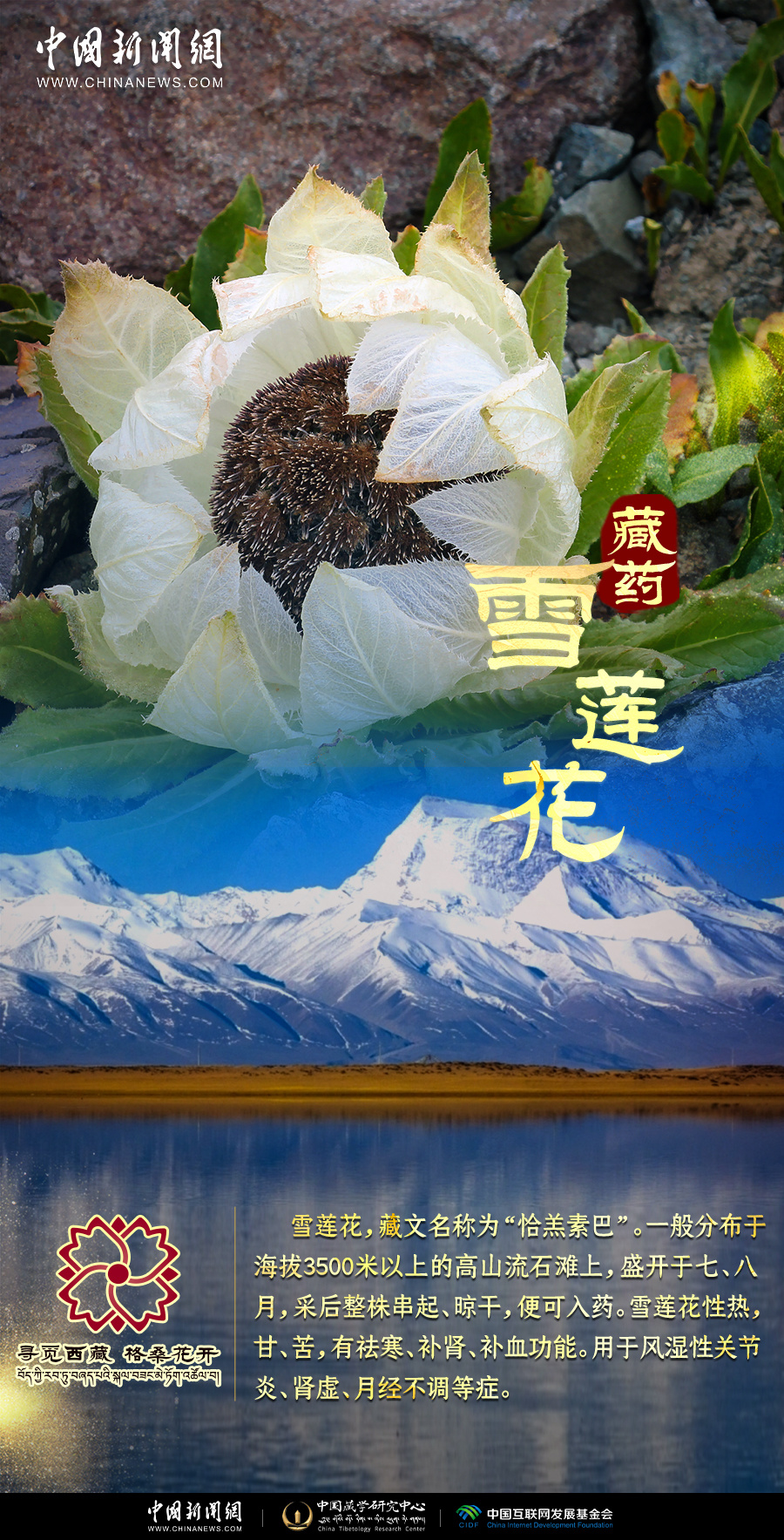 寻觅西藏 格桑花开 | 解密神秘藏药,这些你见过吗?