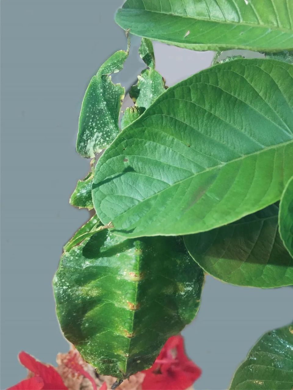 浙江大学张传溪教授：图解昆虫学_腾讯新闻