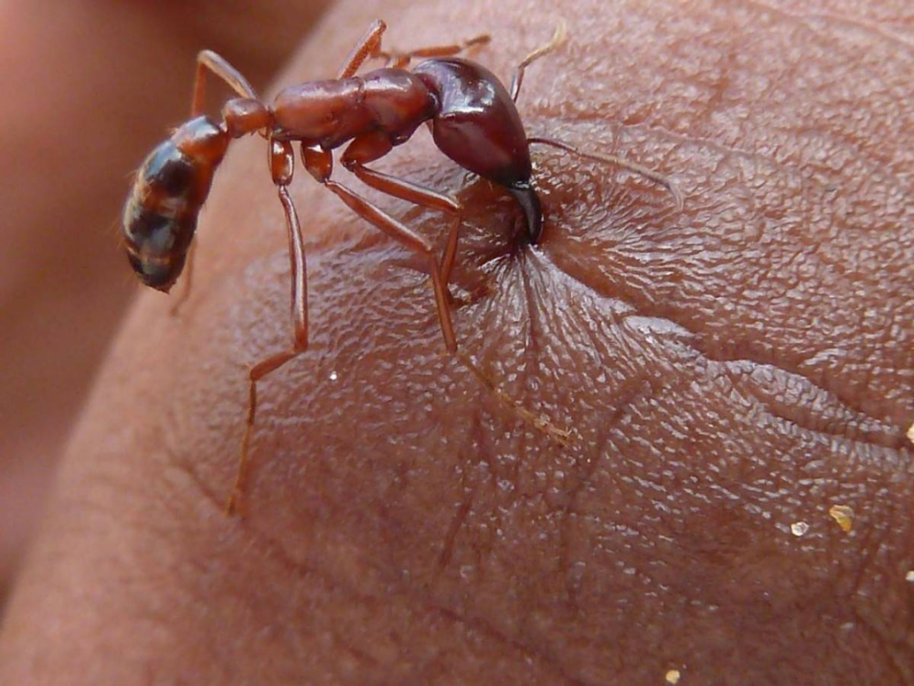复方蚂蚁风湿灵胶囊图片