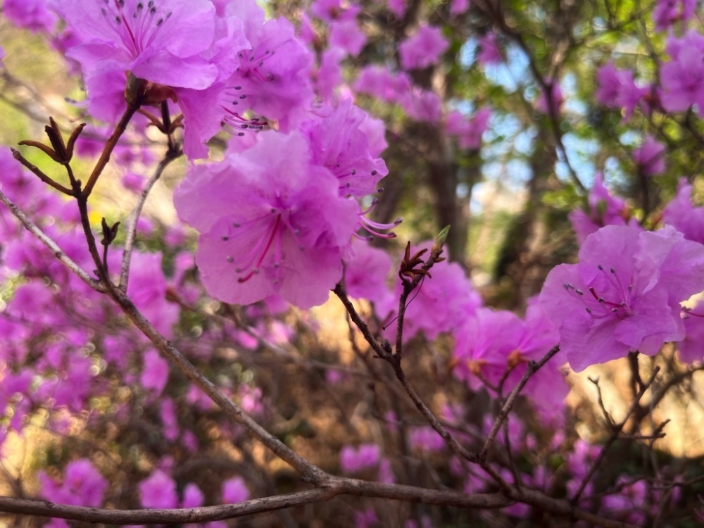 山姜花（山姜花花语?） 第8张