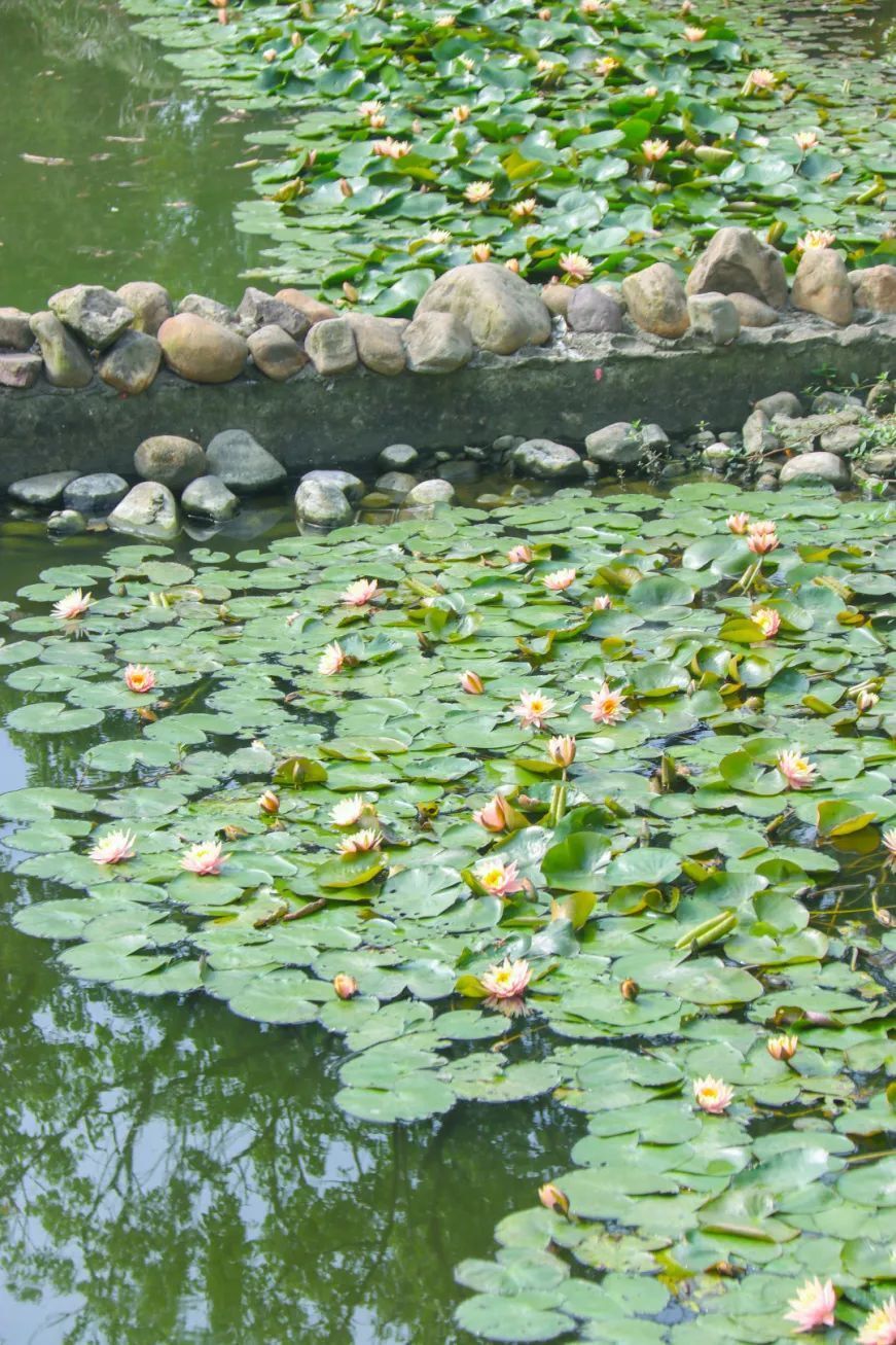 要说灵溪打卡地首选,必然就是天蓝,水清,花艳,景美的状元公园.