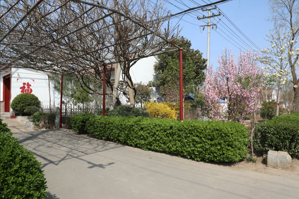 绿化美化进行时 扮靓乡村"新颜值"