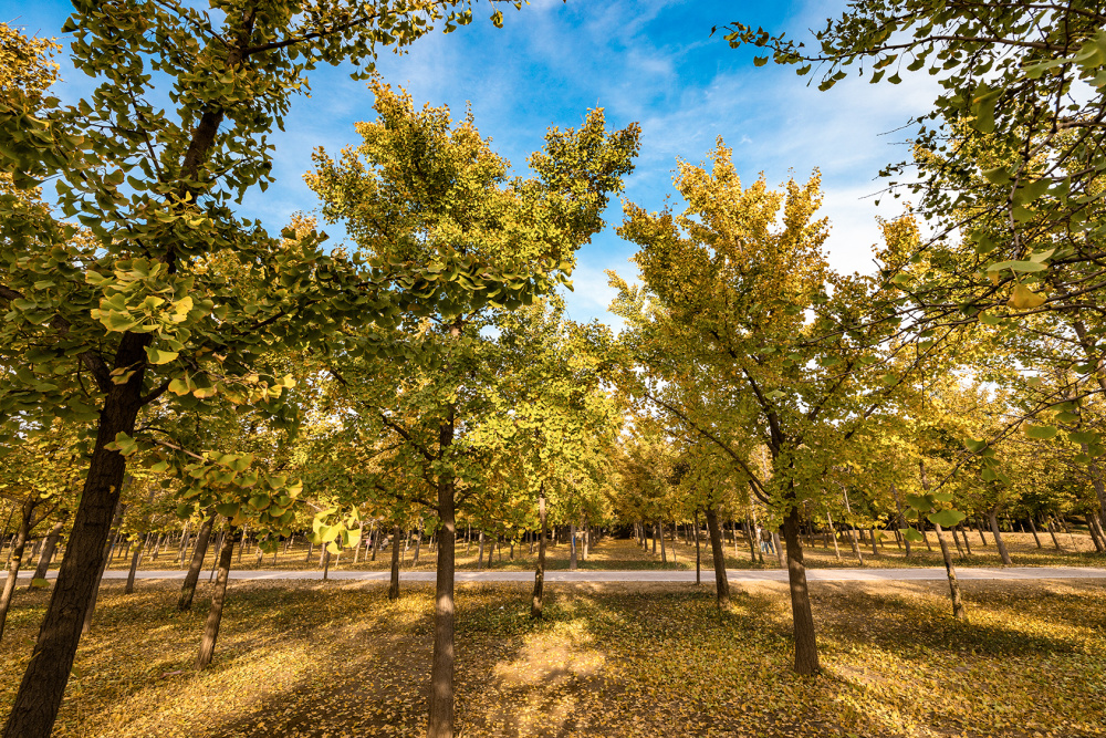 山东好景丨秋冬之交黄河大堤银杏林色彩迷人