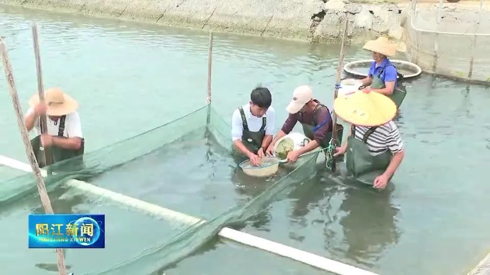 已是一片忙碌儒洞镇石楼村的鱼苗养殖基地一大早鱼苗养殖场也迎来了