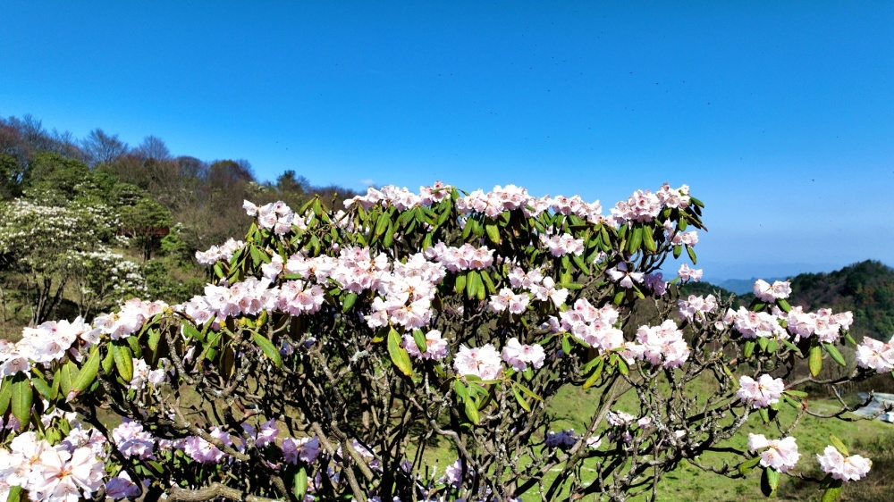 c视频四月芳菲快来通江赏万亩高山杜鹃花