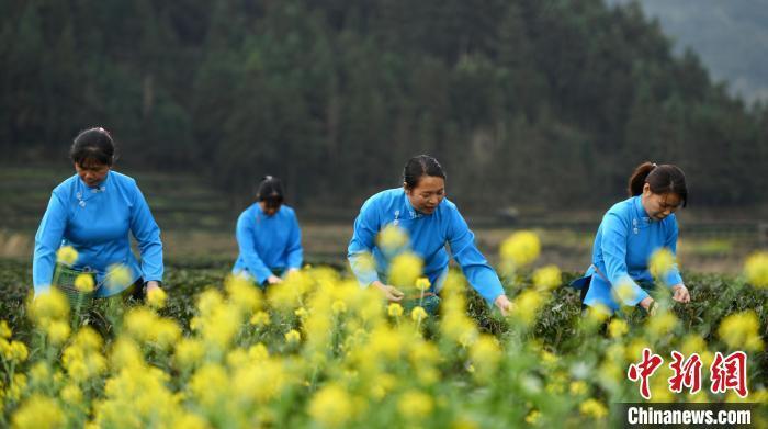(无人机照片)村民在茶园里采茶. 潘志祥 摄