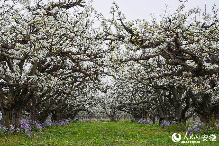 来砀山淋一场梨花雨