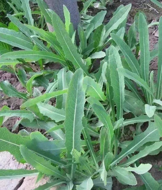 四种切莫采可"尝鲜" 路边的野菜切莫采_腾讯新闻