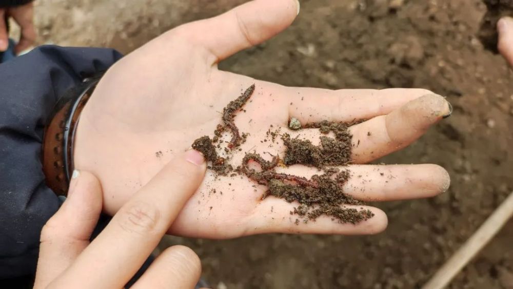 土壤里有什么?可能有蚂蚁,鼠兔,屎壳郎等动物.你知道吗?