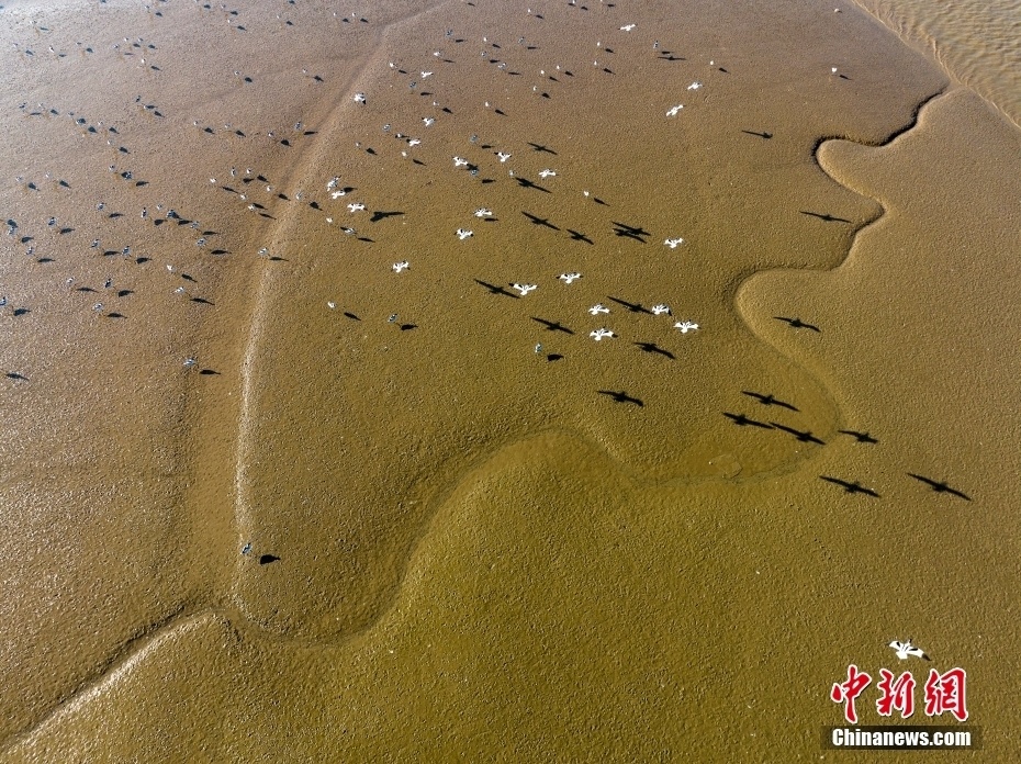 江苏连云港：大批反嘴鹬湿地越冬场面壮观_腾讯新闻