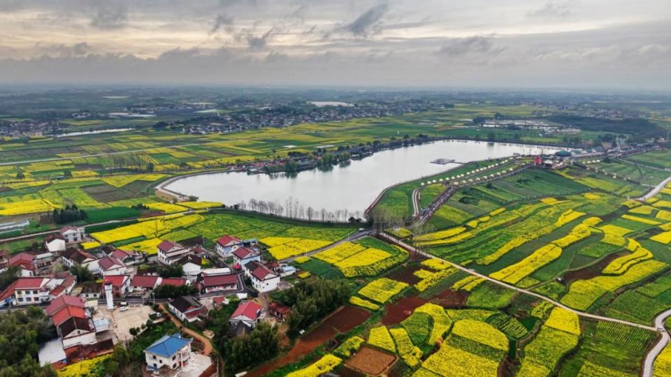 金色花海迎客来 文旅盛宴启新程 2026最美油菜花海汉中旅游文化节璀璨启幕_腾讯新闻