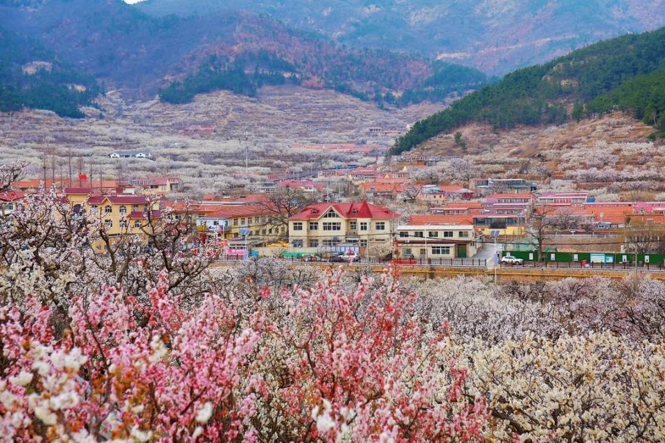 山色峪樱桃节时间图片
