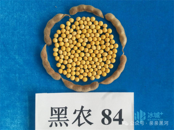 黑河52大豆种子简介图片