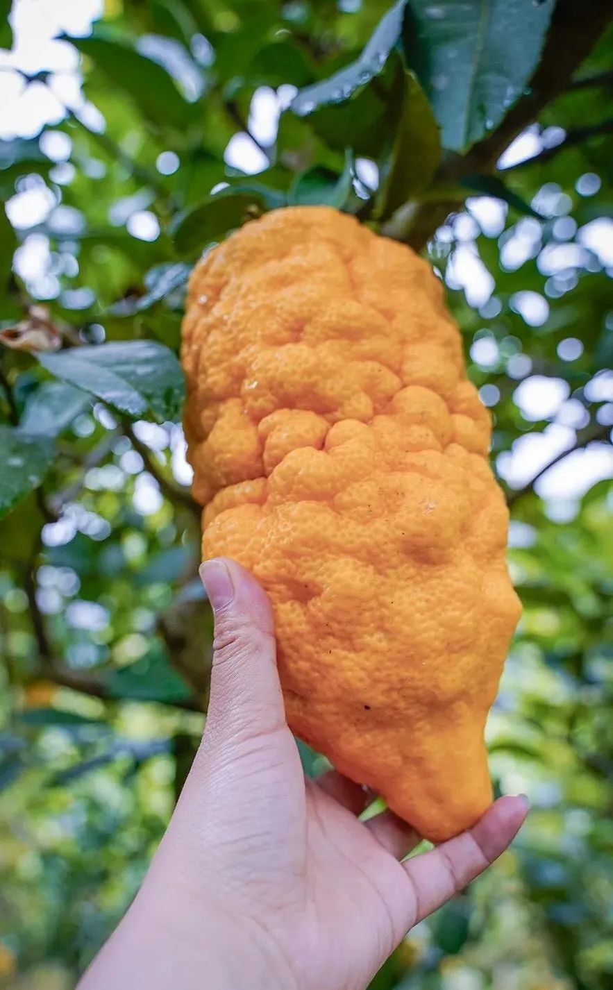 这些林芝特产,你心动了吗?