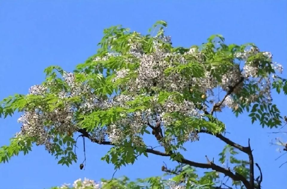 苦楝花诗歌八首,初夏之花,浅淡素雅,如梦似幻